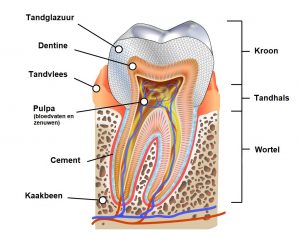 Smaak Haas jongen Wortelkanaalbehandeling nodig? | Tandartsenpraktijk Central Plaza | Lelystad